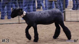 Class #1 Wether Dam Ewes thumbnail