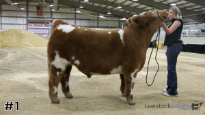 Class #2 Market Steers thumbnail