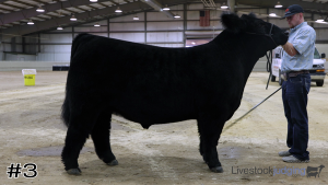 Class #3 Market Steers thumbnail