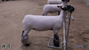 Class #4 Market Lambs thumbnail