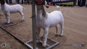 Class #5 Market Goats thumbnail