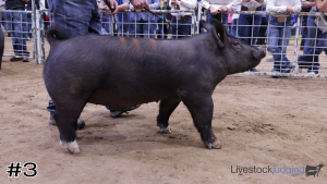 Class #6 Market Swine thumbnail