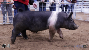 Class #7 Market Swine thumbnail
