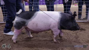 Class #8 Market Swine thumbnail