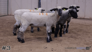 Class #9 Wether Dam Ewes thumbnail