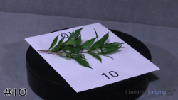 ID#10