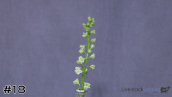 ID#18