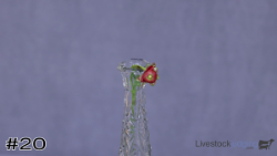 ID#20