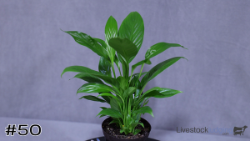 ID#50