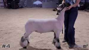Class #1 Market Lambs thumbnail