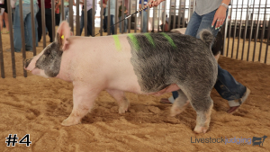 Class #2 Market Swine thumbnail