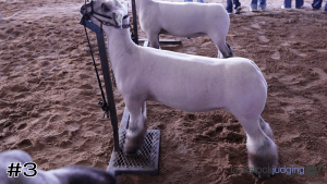 Class #4 Market Lambs thumbnail