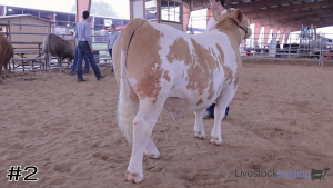 Class #5 Market Steers thumbnail
