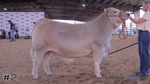 Class #6 Market Steers thumbnail