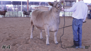 Class #7 Breeding Heifers thumbnail