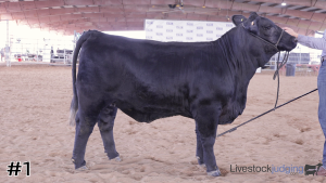 Class #8 Breeding Heifers thumbnail