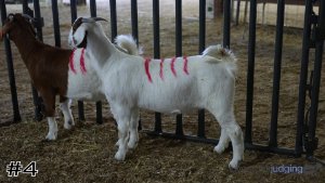 Class #1 Market Goats thumbnail