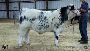 Class #2 Market Steers thumbnail