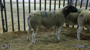 Class #3 Breeding Ewes thumbnail
