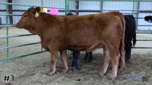 Class #4 Breeding Heifers thumbnail