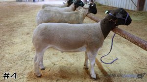 Class #6 Market Lambs thumbnail