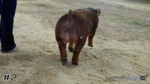 Class #7 Market Swine thumbnail