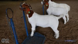 Class #8 Market Goats thumbnail