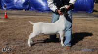 Goat#3