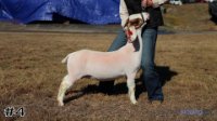 Goat#4