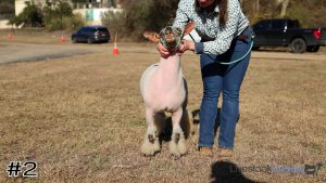 Class #3 Market Lambs thumbnail