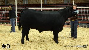 Class #4 Market Steers thumbnail