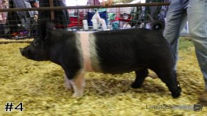 Class #5 Market Swine thumbnail