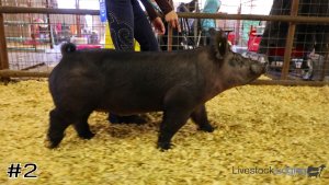Class #6 Market Swine thumbnail
