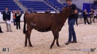 Heifer #1