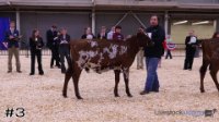 Heifer #3