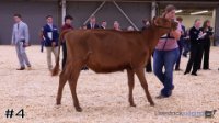 Heifer #4