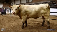 Bull #1