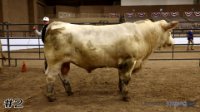 Bull #2