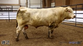 American Royal #12