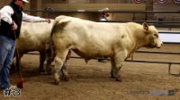 Bull #3