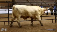 Bull #4