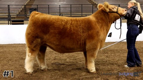 livestock judging