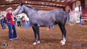 Class #2 Geldings thumbnail