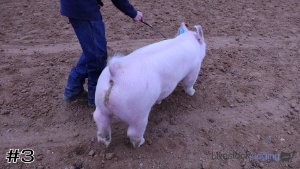 Class #1 Market Swine thumbnail