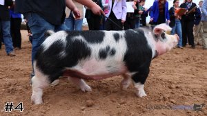 Class #2 Breeding Gilts thumbnail