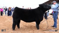 Steer#1