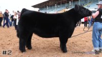 Steer#2