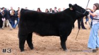 Steer#3