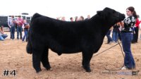 Steer#4