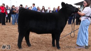 Class #4 Breeding Heifers thumbnail